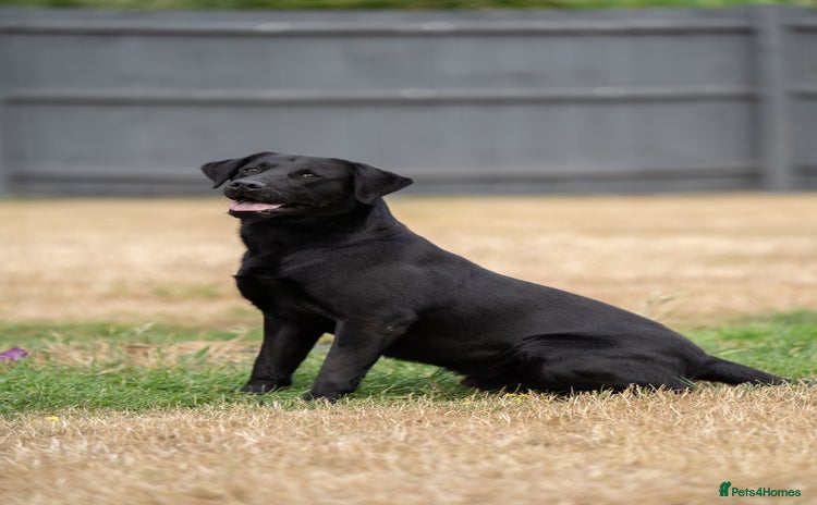 Labrador Retriever dogs in March - Advert 15