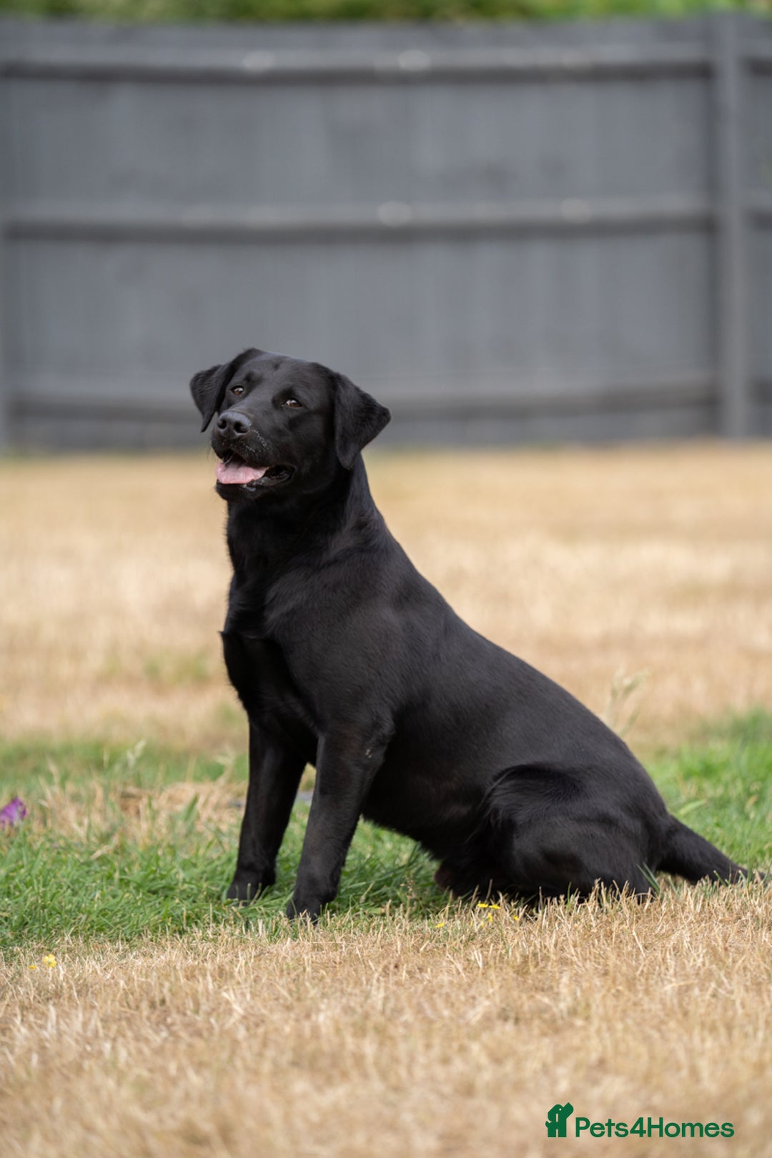 Labrador Retriever dogs for stud: KC Reg, DNA Clear, 0/0 Hips, Produces Chocolate in March - Image 1
