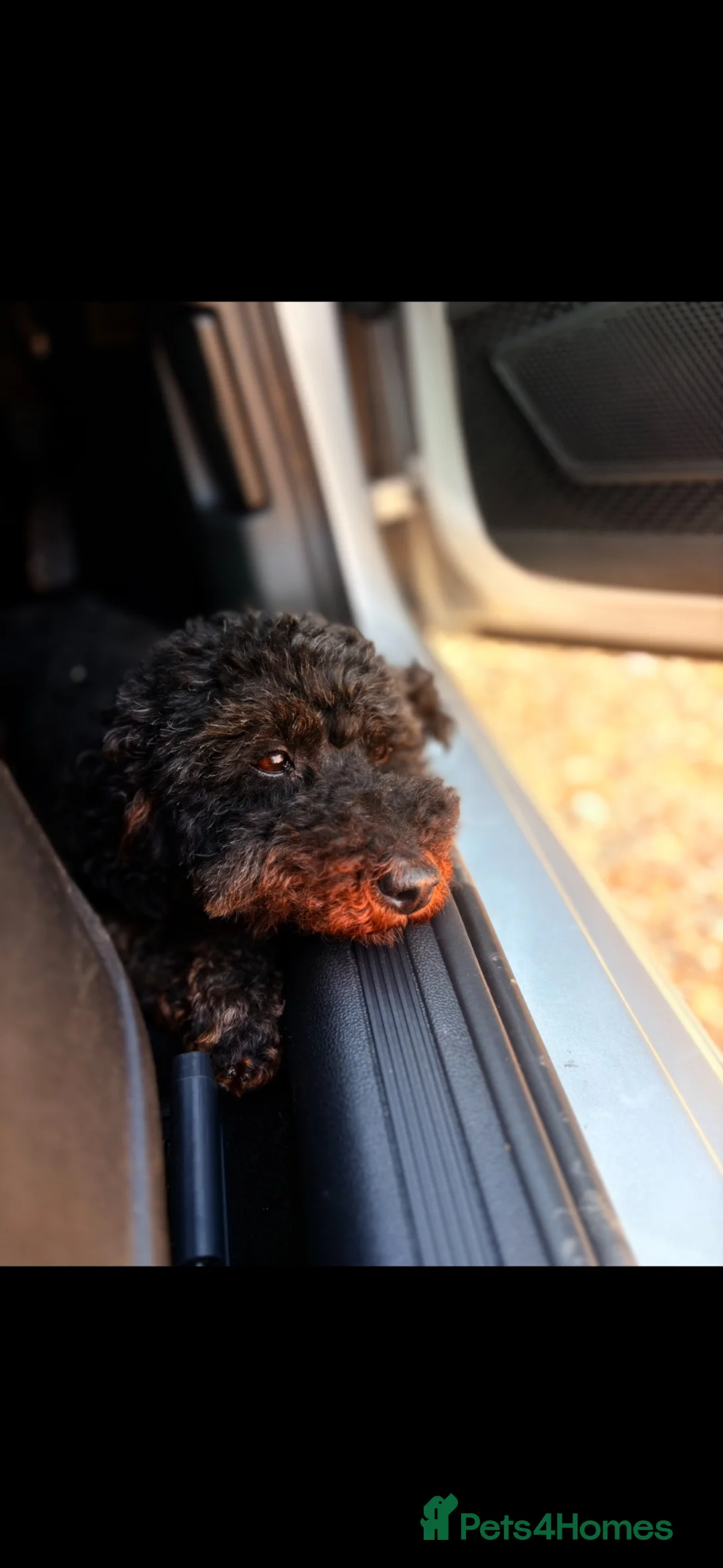 Mixed Breed dogs for sale: Beautiful toy x miniature poodles for sale 💙🩷💙 in Slough - Advert 1