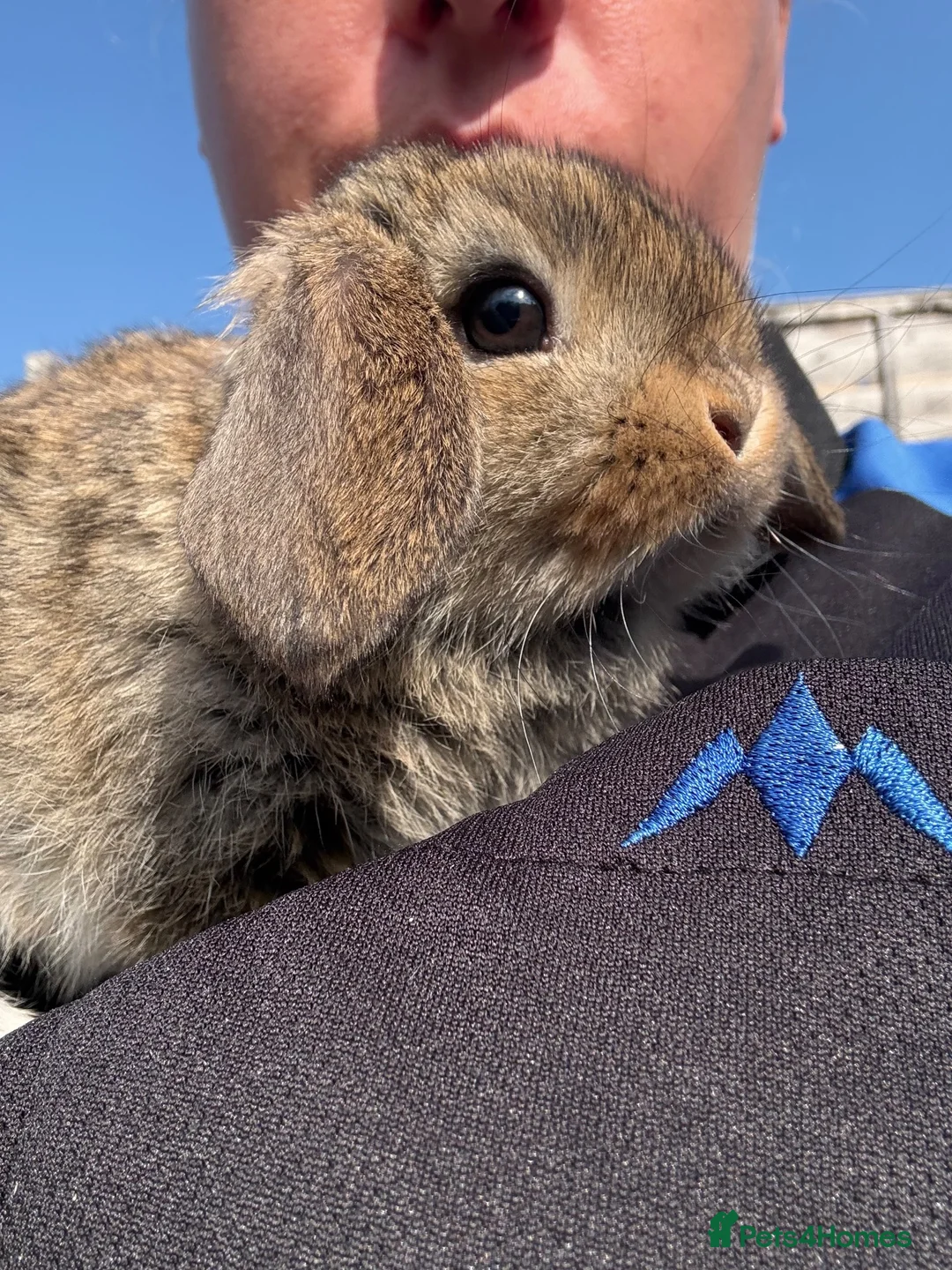 Mini Lop rabbits for sale: Beautiful Mini Lop  - Advert 2