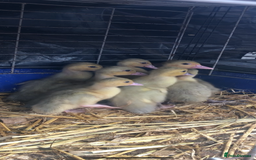Ducks poultry for sale: Muscovy ducklings  - Image 4