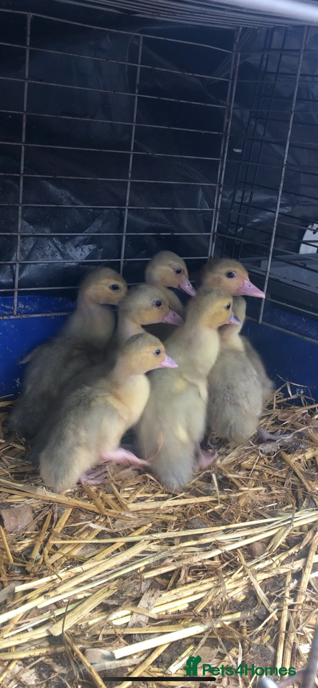 Ducks poultry for sale: Muscovy ducklings  - Image 4