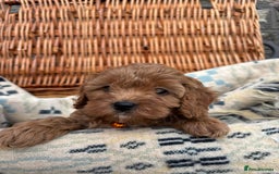 Cockapoo dogs for sale: ❤️ Tiny Deep Red Miniature F1b Cockapoo Pup's  - Image 20