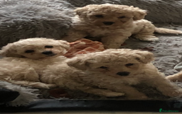 Poochon dogs for sale: Poochon pups for sale  - Image 2