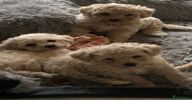 Poochon dogs - Advert 13