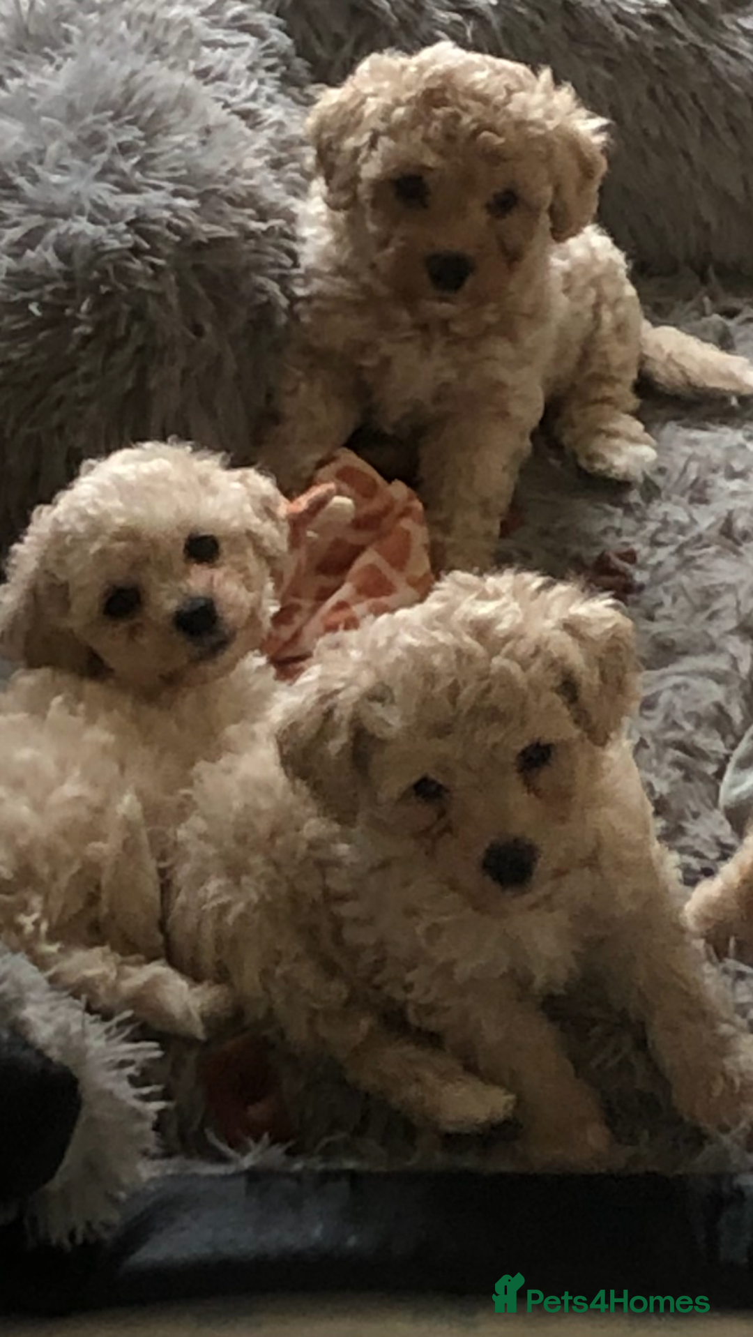 Poochon dogs for sale: Poochon pups for sale  - Image 2
