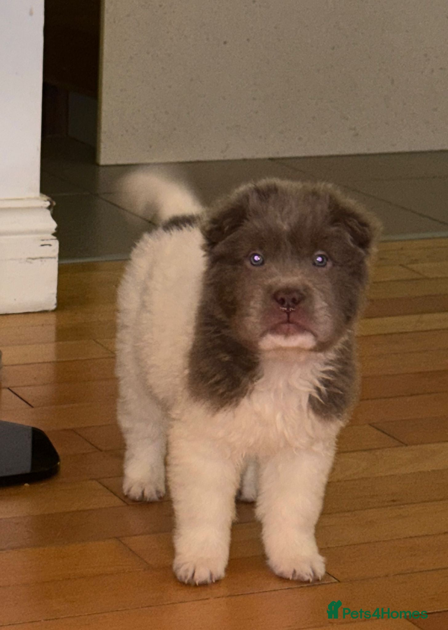 Shar Pei dogs ONLY 2 LEFT. KC BEAR&BRUSH BOYS - Advert 11