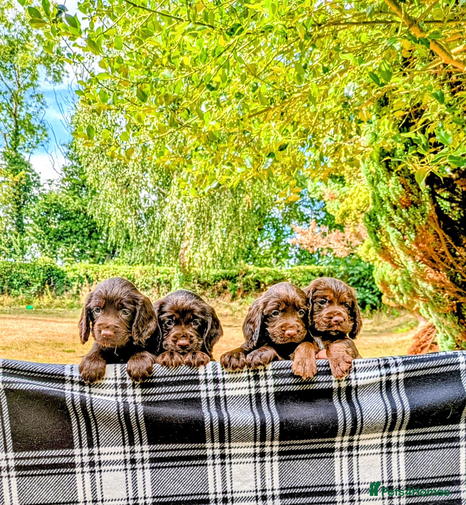 Sprocker dogs Beautiful F1B Sprocker Puppies  - Advert 2
