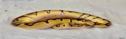 Python Snake reptiles for sale: Royal Ball Python & a Corn Snake - Advert 2