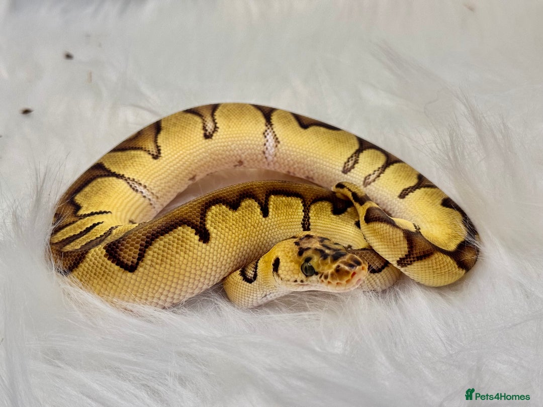 Python Snake reptiles for sale: Royal Ball Python & a Corn Snake - Advert 2