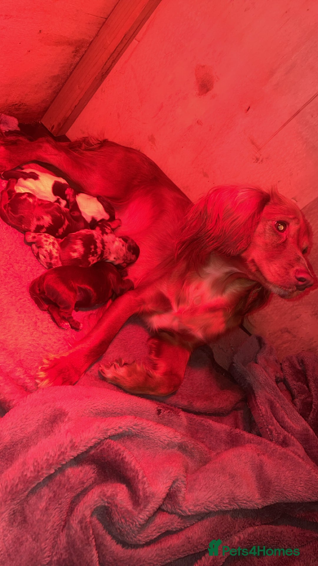 Cocker Spaniel dogs for sale: Stunning Working cocker spaniels  - Advert 3