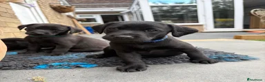Labrador Retriever 1
