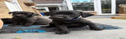 Labrador Retriever dogs for sale: Labrador Puppies - Advert 18