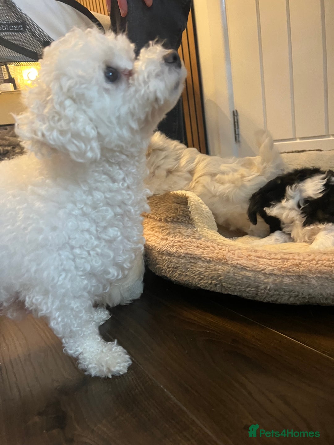 Mixed Breed dogs for sale: Havapoo/Chorkie mix - Advert 4