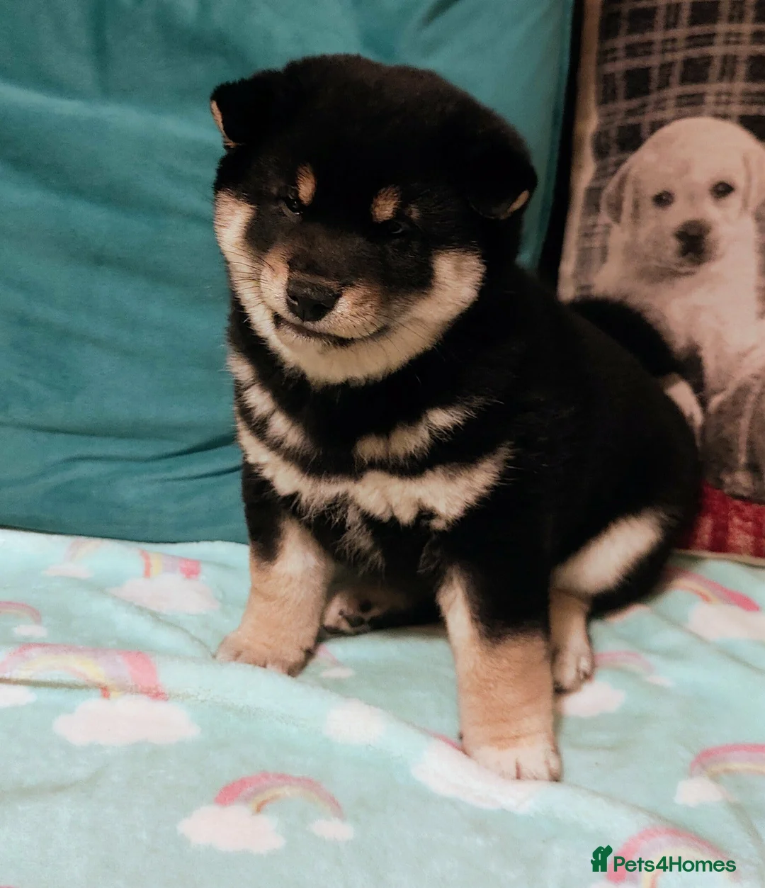 Japanese Shiba Inu dogs for sale: 10 weeks old KC Black/Tan Boy 💖 - Advert 5