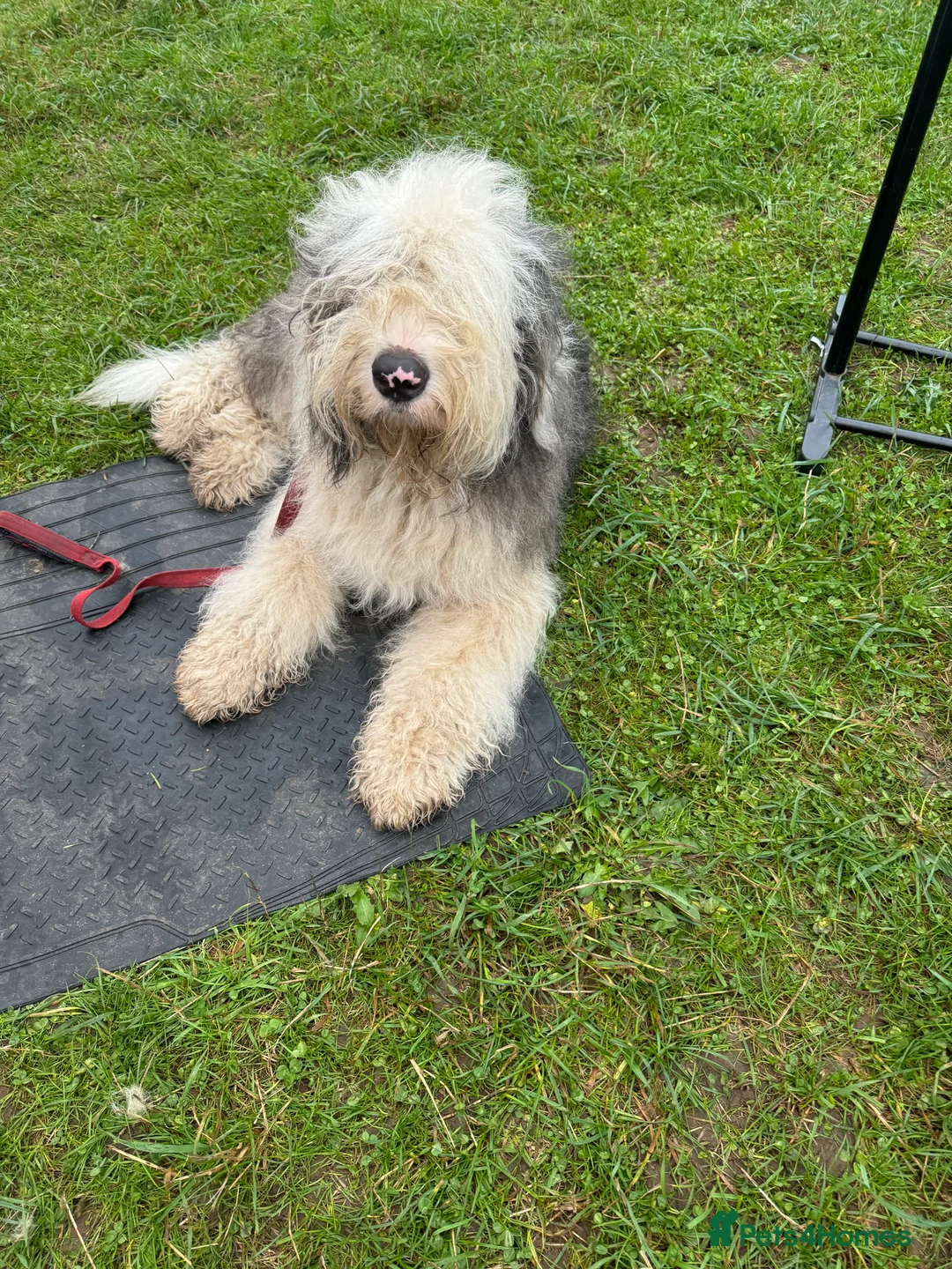 Old English Sheepdog dogs for stud: Ollie  - Advert 4