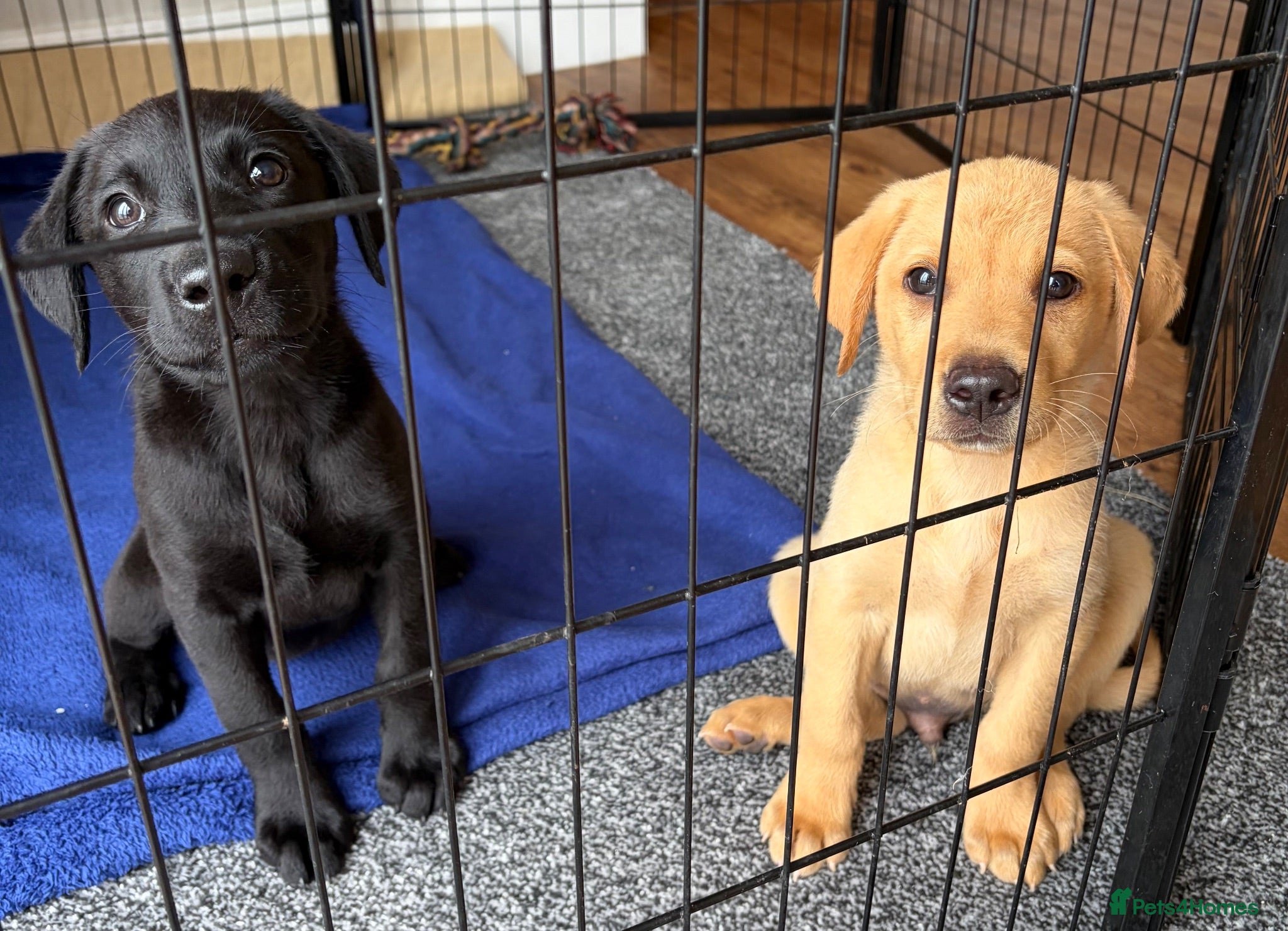 Labrador Retriever dogs Labrador puppies ready to go  - Advert 1