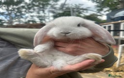 French Lop rabbits for sale: Last little girl looking for a forever home 💗 - Image 7