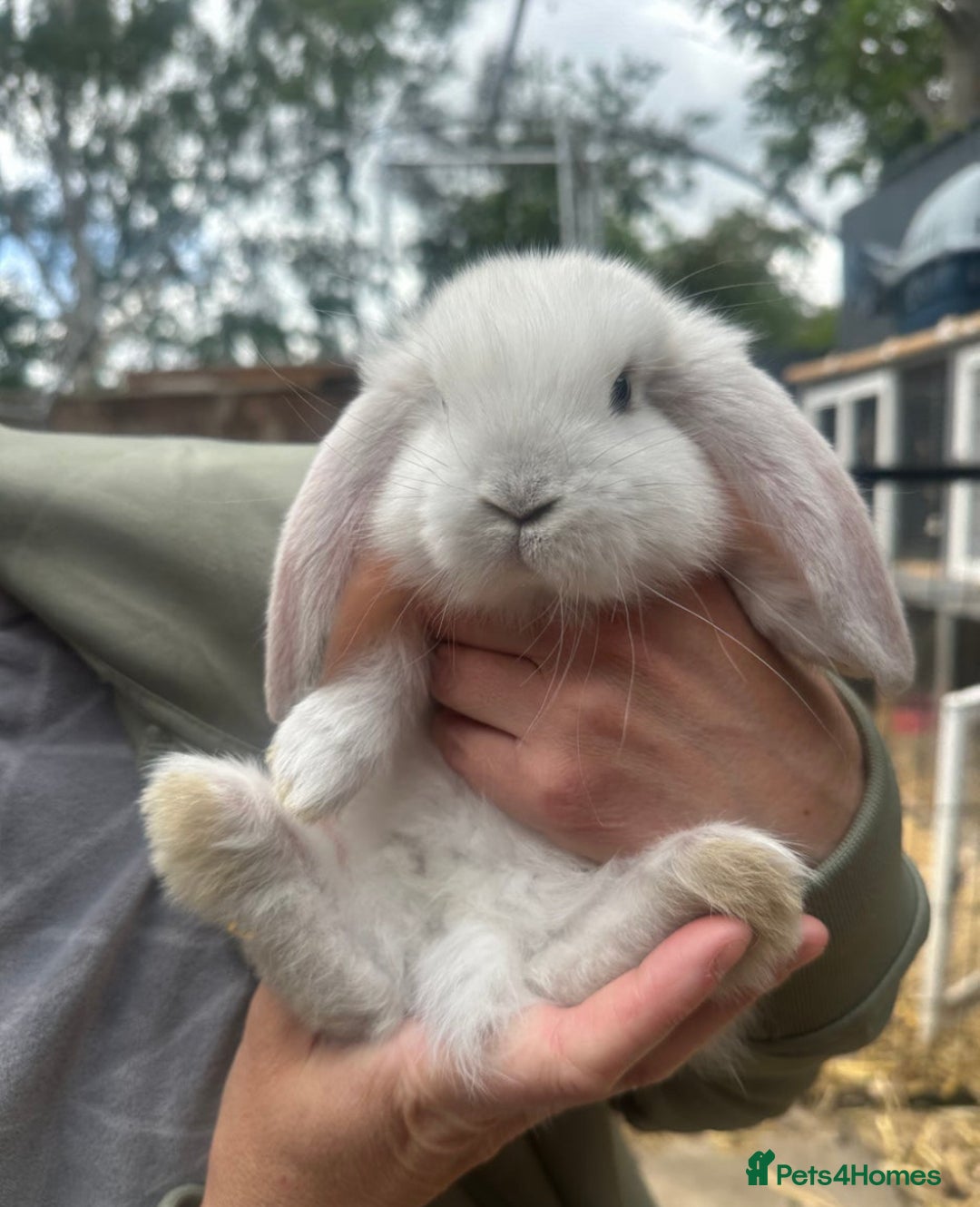 French Lop rabbits for sale: Last little girl looking for a forever home 💗 - Image 7