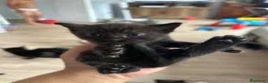 Domestic Shorthair 2
