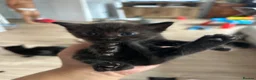 Domestic Shorthair cats for sale: Black Tabby Kittens and Tortoiseshell Kitten in Oldham - Advert 7