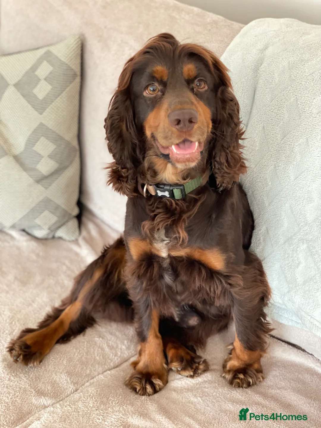Cocker Spaniel dogs for stud: KC Tri-Coloured Choc&Tan Working Cocker Spaniel - Advert 2