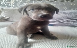 Mastiff dogs for sale: Serbian defense dogs  - Image 2