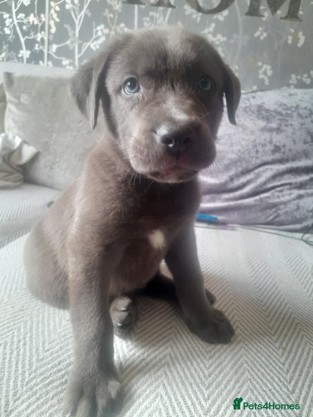 Mastiff dogs for sale: Serbian defense dogs  - Image 2