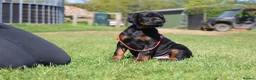 Dobermann dogs for sale: WAITLIST 2026 CEZARBLUE KC LICENSED BREEDER ⭐️ - Advert 5