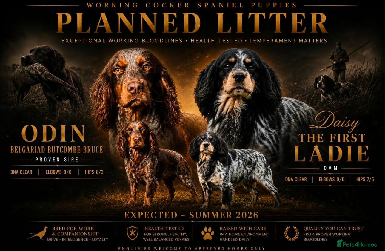 Cocker Spaniel dogs KC registered Blue roan WCS - Advert 1