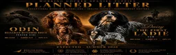 Cocker Spaniel dogs for sale: KC registered Blue roan WCS in York - Advert 1