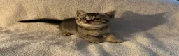 British Shorthair cats for sale: British shorthair kittens from champion lines  - Advert 4