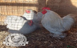 Chickens poultry for sale: 4 x lavender pekin bantams and 1 rooster - Image 2