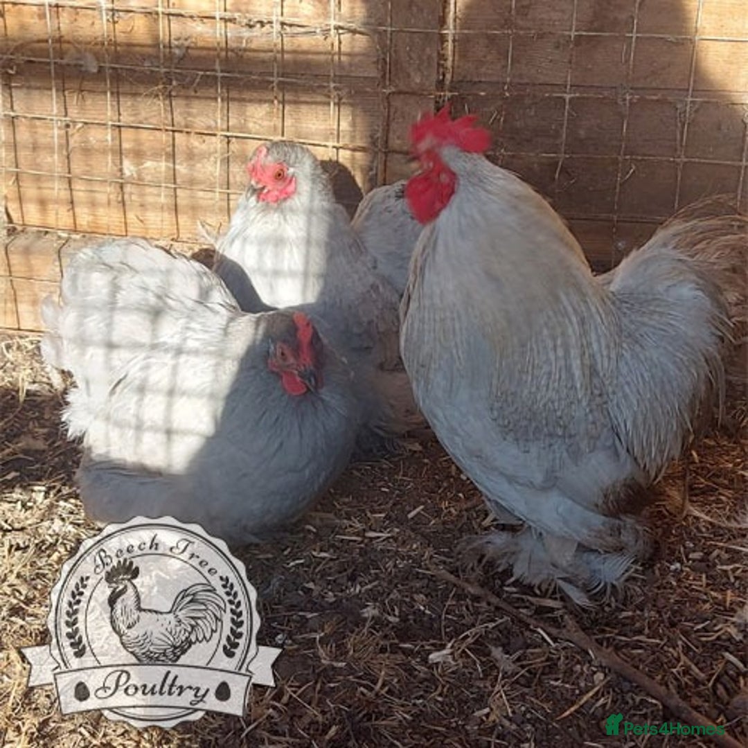 Chickens poultry for sale: 4 x lavender pekin bantams and 1 rooster - Image 2