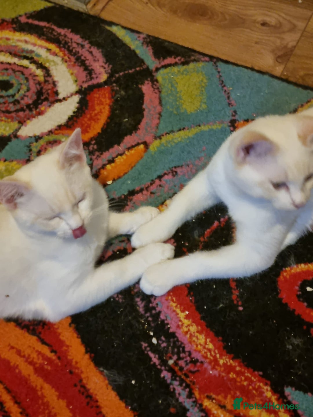 Siamese cats for sale: Flame point siamese  - Advert 5