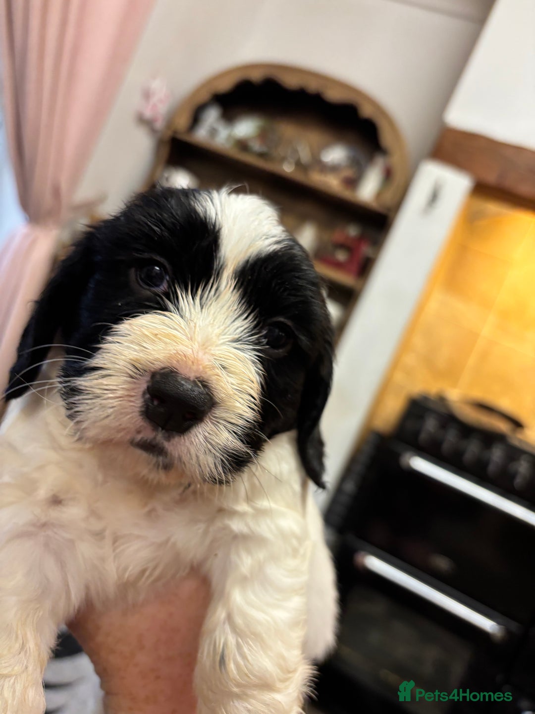 Sproodle dogs for sale: Spoodles - Image 8