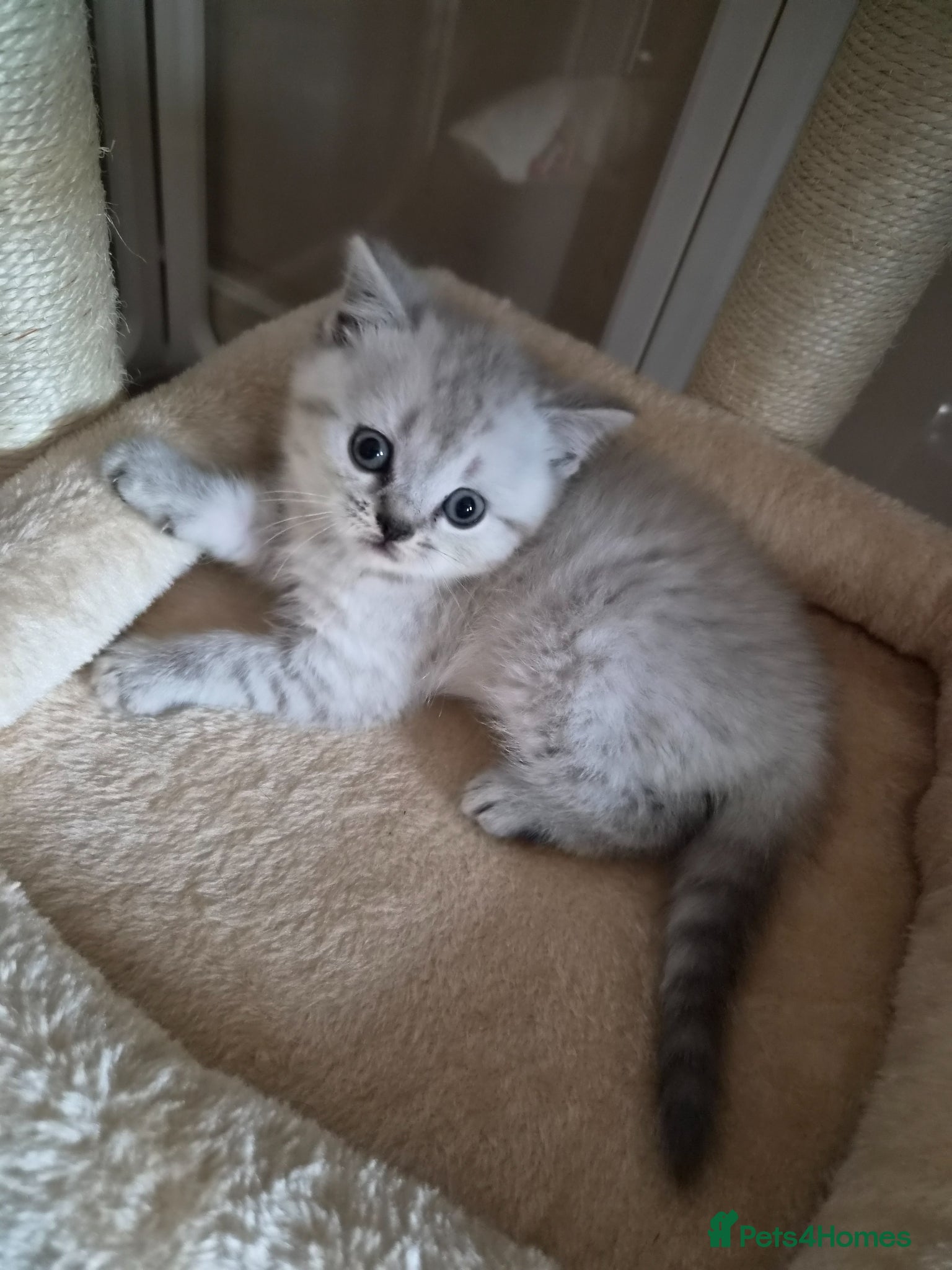 British Shorthair cats Stunning British Shorthair kittens - Advert 2