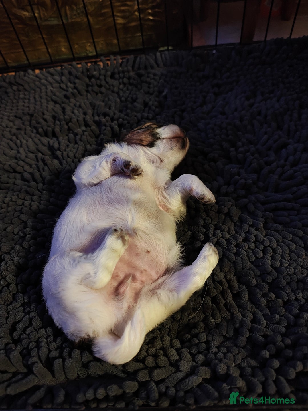 Mixed Breed dogs for sale: JACK RUSSEL X PUPPY ONLY 1 Female - Advert 2