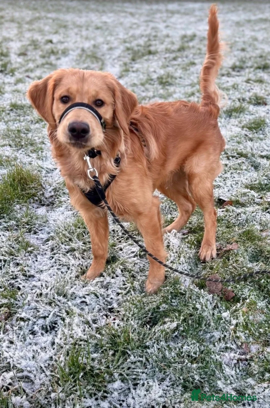 Golden Retriever dogs for sale: KC Registered 8 Month Old Male Golden Retriever  - Advert 3