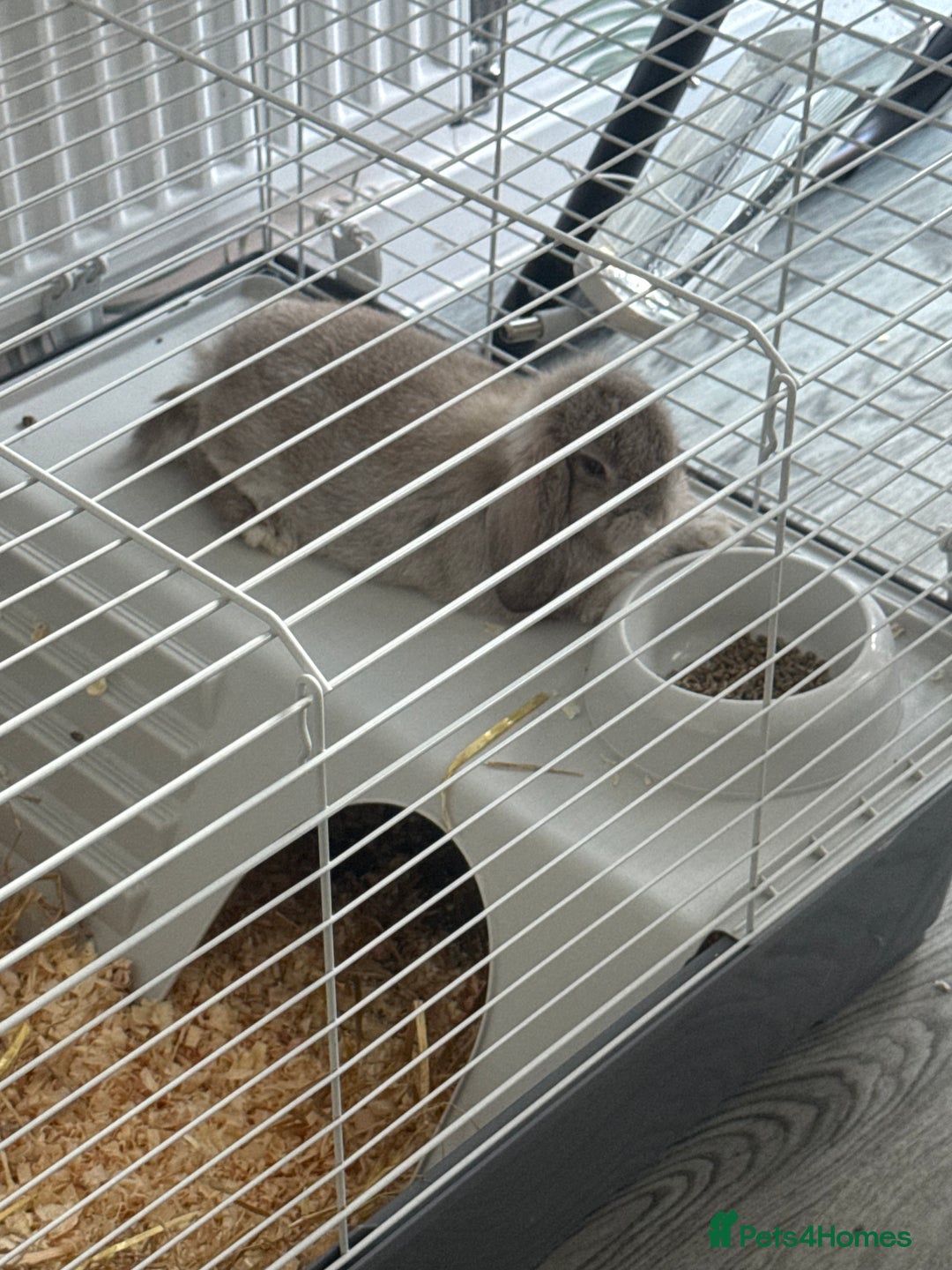 Mini Lop rabbits for sale: Mini flop - Advert 8