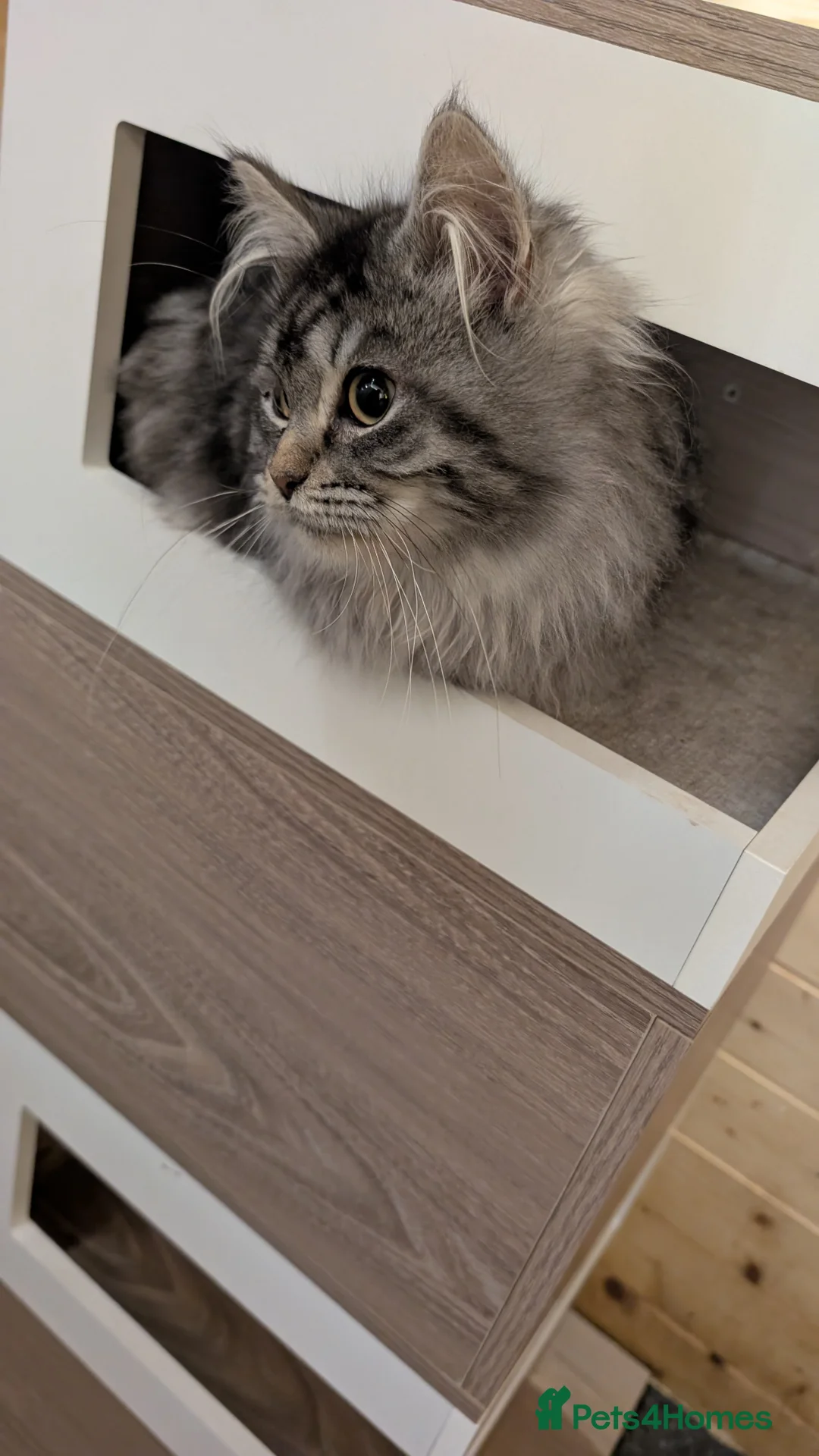 Maine Coon cats for sale: Maine Coon Pedigree kittens - Advert 6