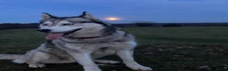 Siberian Husky dogs for sale: Thor a busy boy  - Advert 2