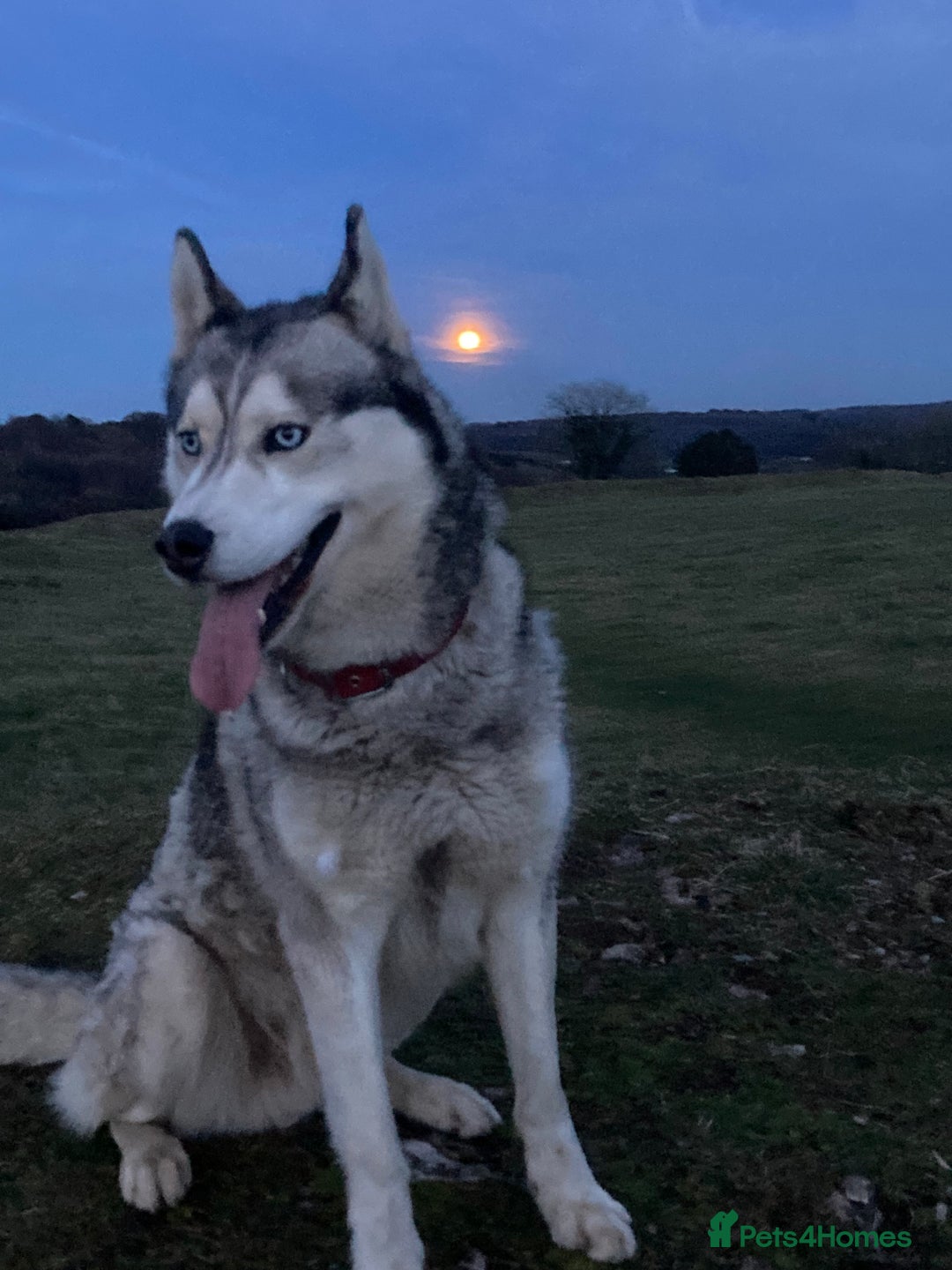 Siberian Husky dogs for sale: Thor a busy boy  - Advert 2