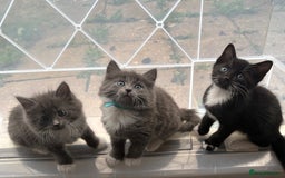 Domestic Shorthair cats for sale: 7 weeks old  - Image 2