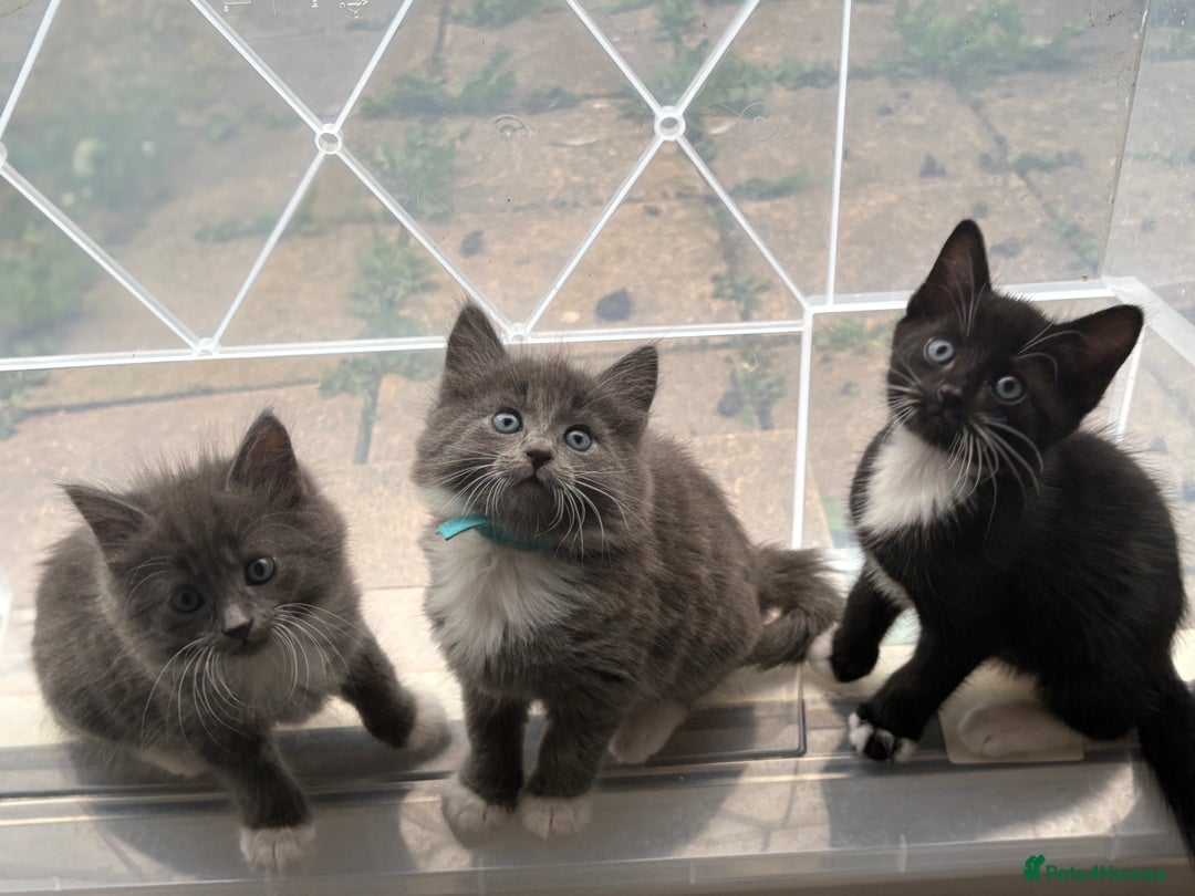 Domestic Shorthair cats for sale: 7 weeks old  - Image 2