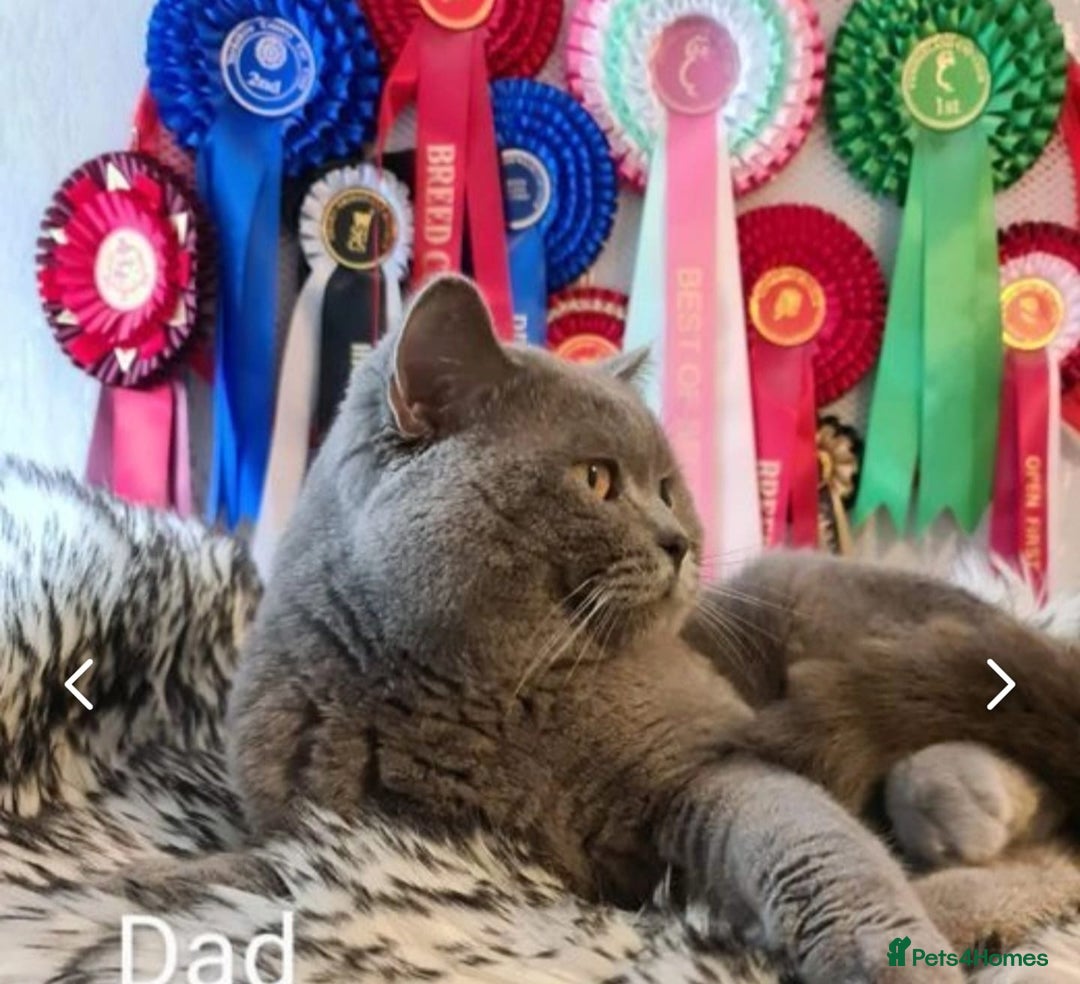 British Shorthair cats for sale: GCCF registered Champion bloodline BSH kittens - Image 13