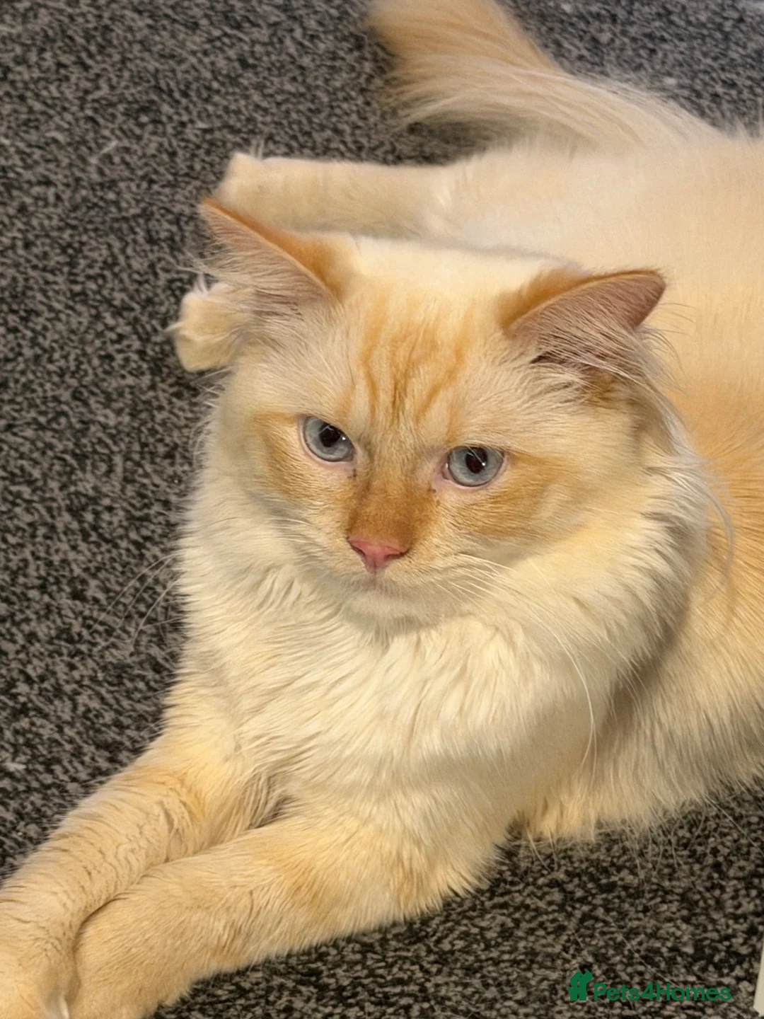 Ragdoll cats for stud: 🐾Flame Ragdoll Stud Cat Available – Suki - Advert 2
