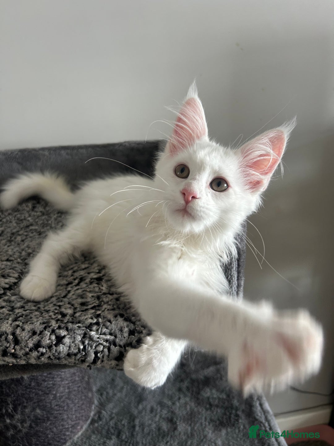 Maine Coon cats for sale: Two Stunning white Maine coons kittens  - Image 7