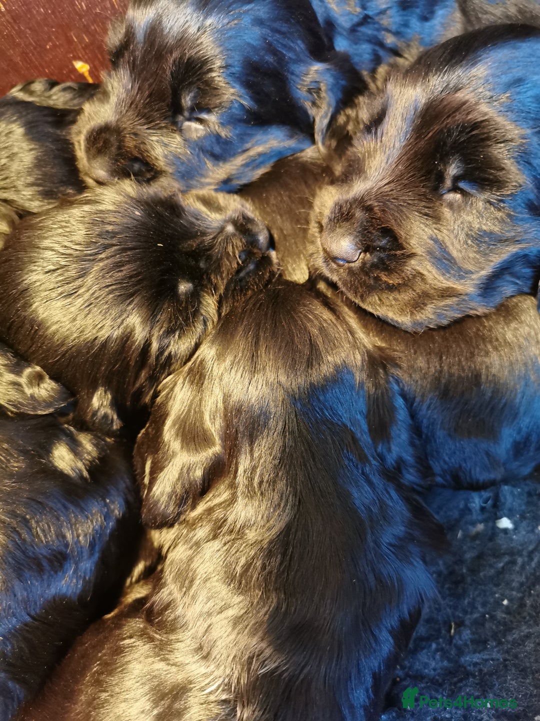 Cocker Spaniel dogs for sale: Adorable Cocker Spaniels  - Image 12