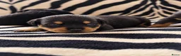Rottweiler dogs for sale: KC Registered Rottweilers puppies  - Advert 6